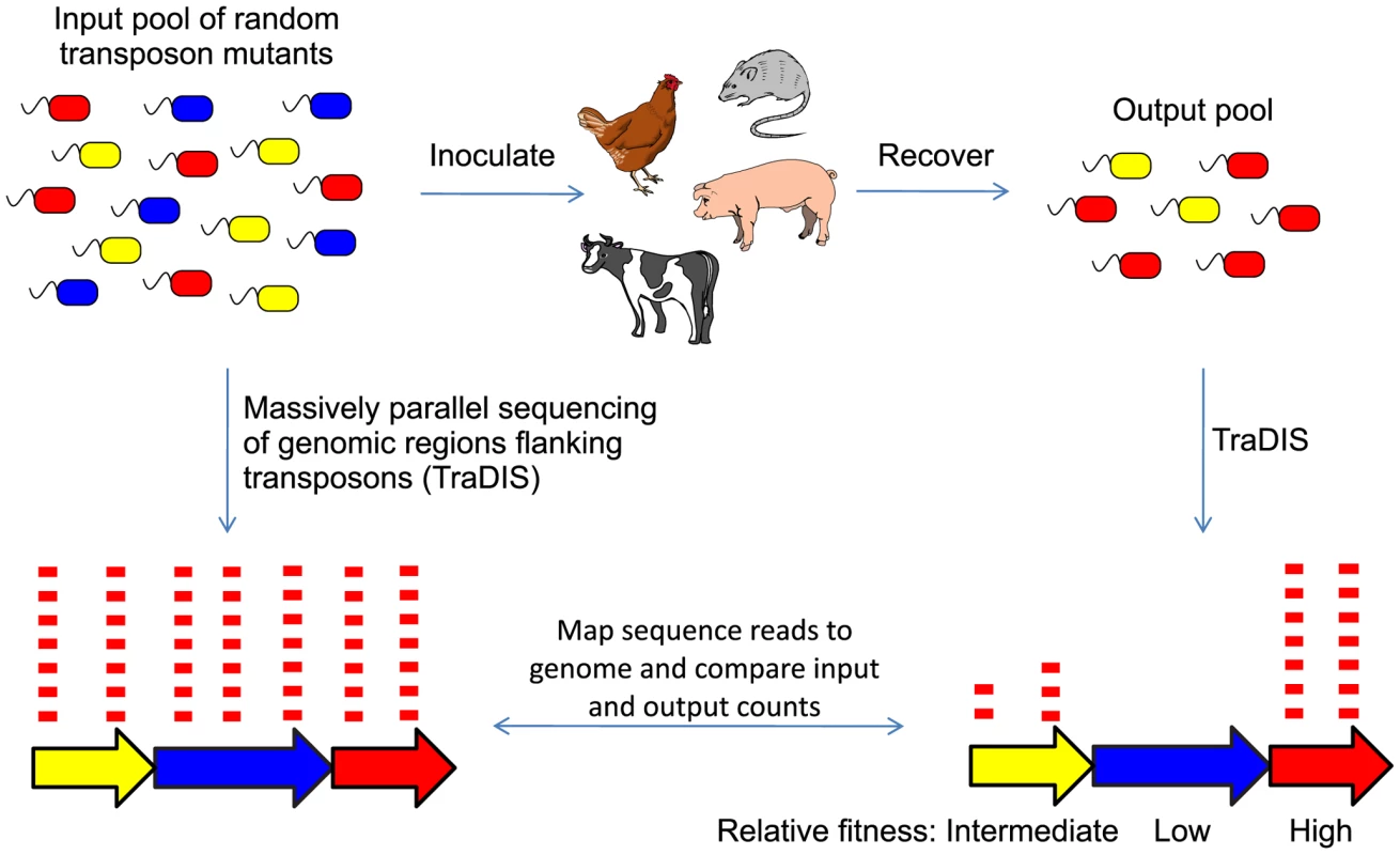 Experimental strategy for TraDIS mutant screens.