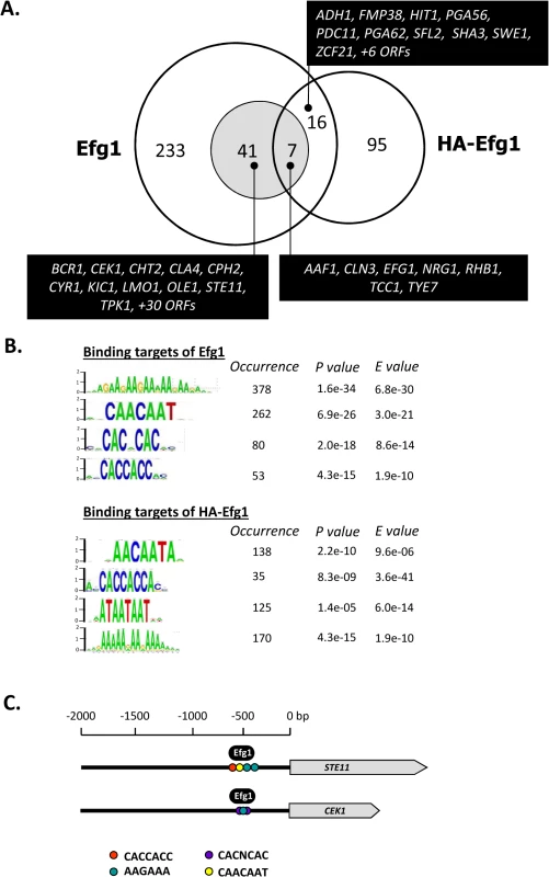 Genomic binding sites for Efg1.