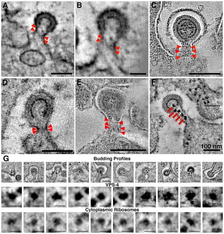 Electron dense striations in tomograms of the scission regions of budding virions.