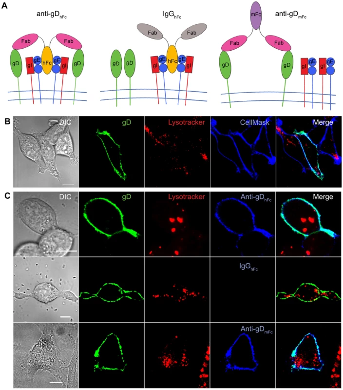 Cell surface complexes and analysis of HSV-1 gD localization.