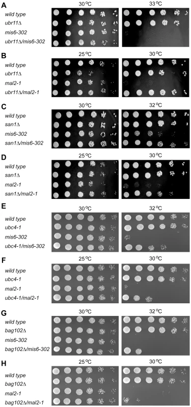 Other kinetochore mutants are also suppressed by <i>ubr11</i>Δ and <i>san1</i>Δ.