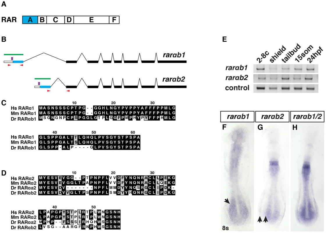 RARαb1 and RARαb2 sequences and expression.