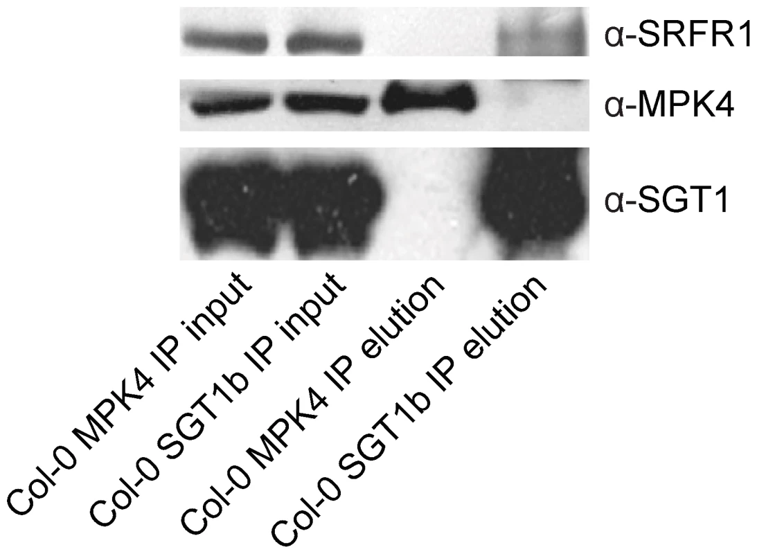 SGT1 associates with SRFR1 <i>in planta</i>.