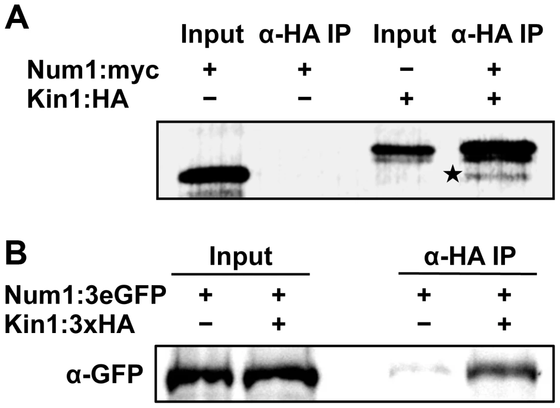 Num1 physically interacts with the Kin1 motor protein.