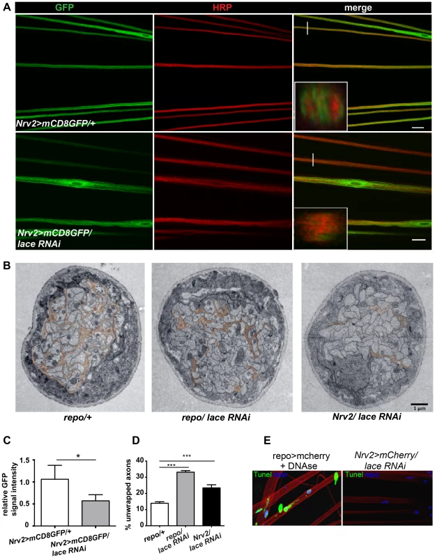 Wrapping glia require lace for axonal ensheathment.