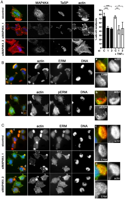 MAP4K4 promotes lamellipodium formation and enhances ERM accumulation in lamellipodia.