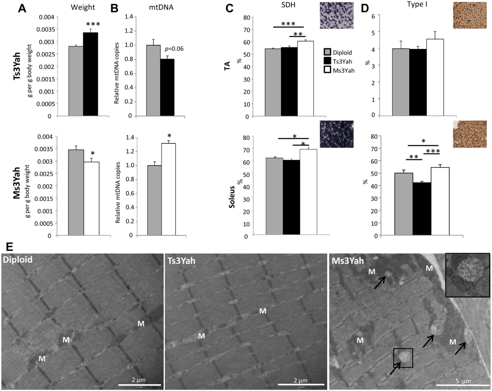 Histological analyses of skeletal muscles.