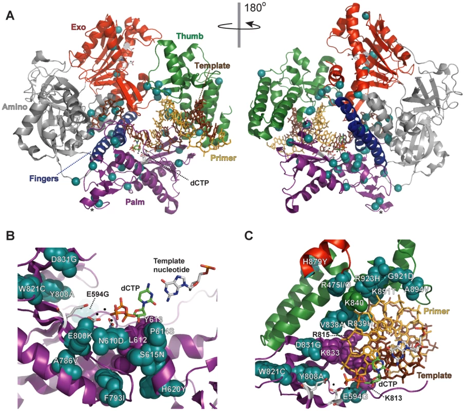 Locations of <i>eex</i> amino-acid substitutions in the <i>S. cerevisiae</i> Pol δ structure.