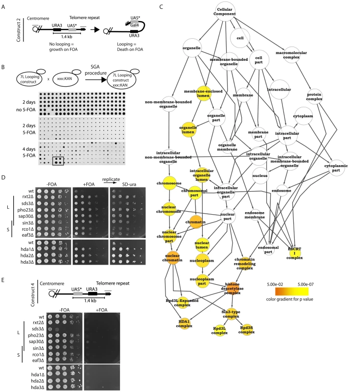 Histone deacetylation is required for proper telomere structure.