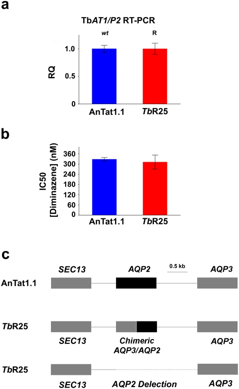 Characterization of the pentamidine resistant strain <i>Tb</i>R25.