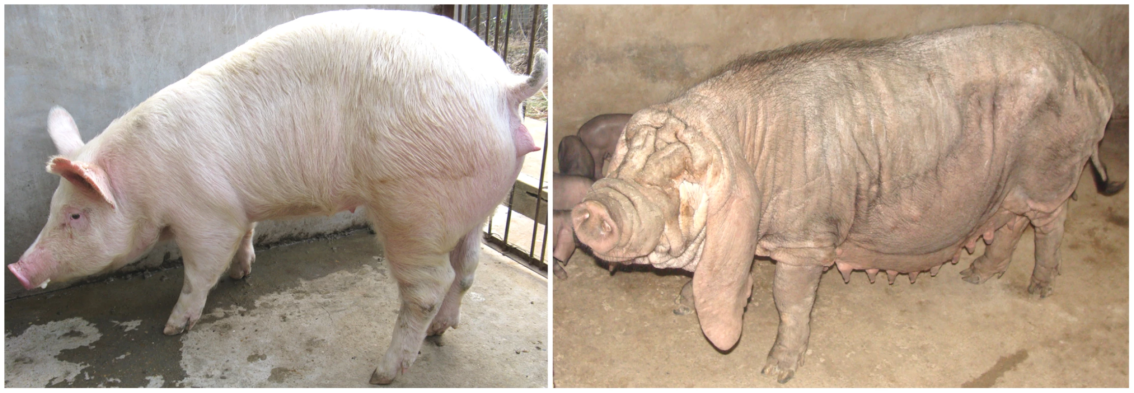 The Erhualian and White Duroc phenotypes.