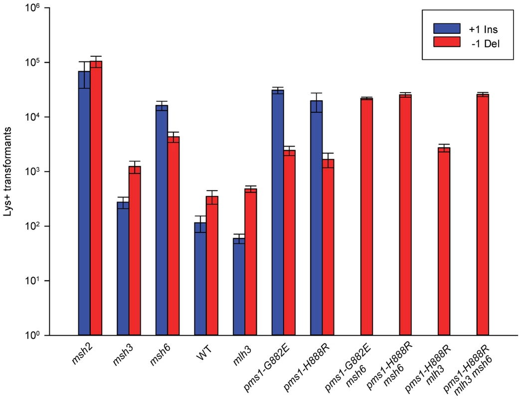 Effect of MMR on 1-nt in/del mismatches.