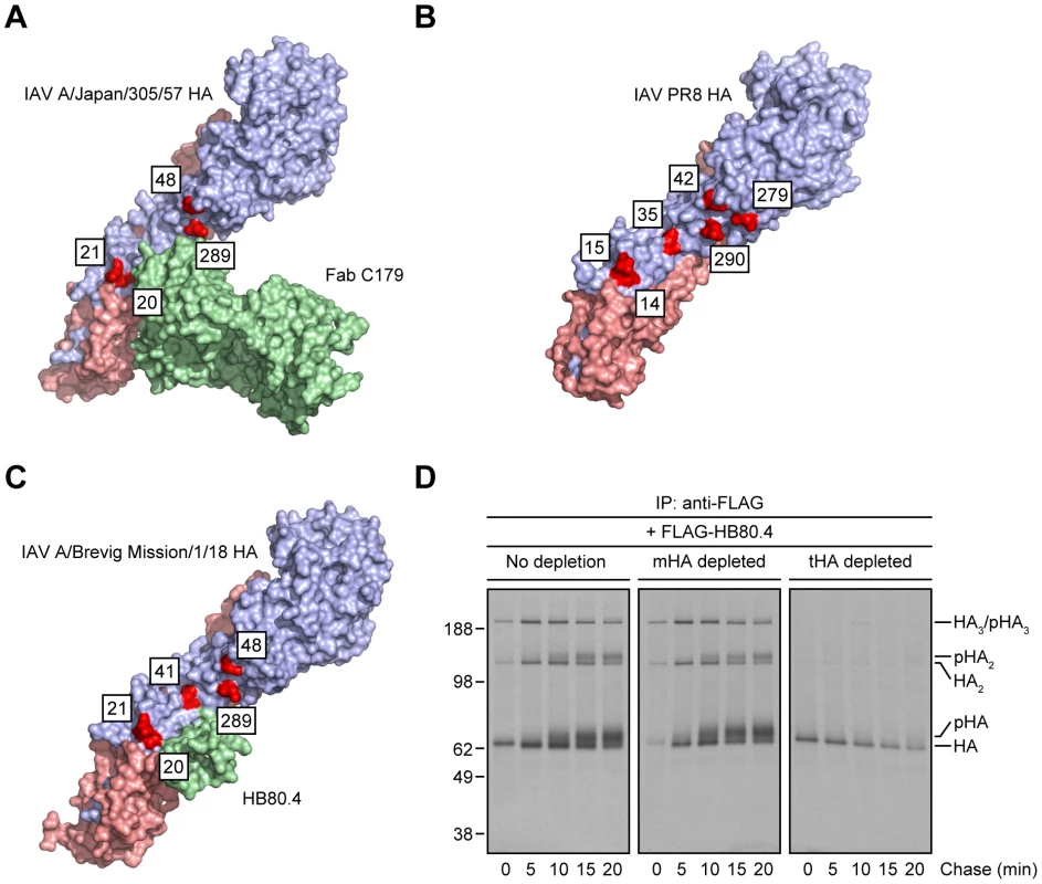 Steric hindrance due to <i>N</i>-linked glycan processing shields HA from StRAb binding.