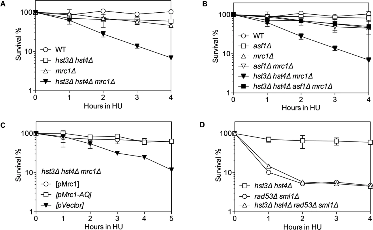 Synergistic HU sensitivity between <i>hst3</i>Δ <i>hst4</i>Δ and <i>mrc1</i>Δ but not <i>rad53</i>Δ.