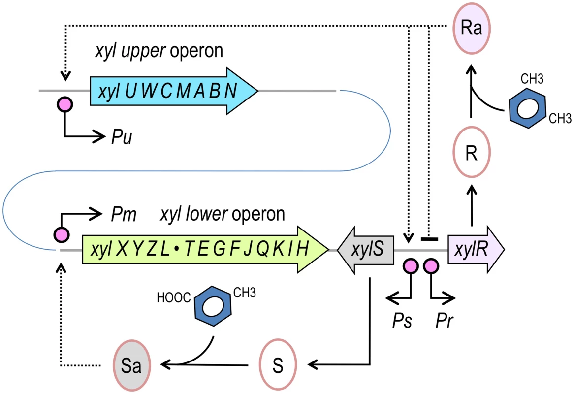 Structure of the TOL network of <i>P. putida</i> mt-2.