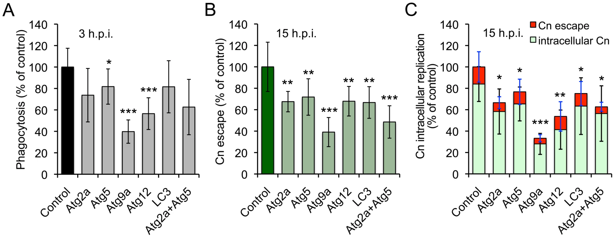 Host Atg proteins mediate <i>Cryptococcus neoformans</i> infection of host cells.