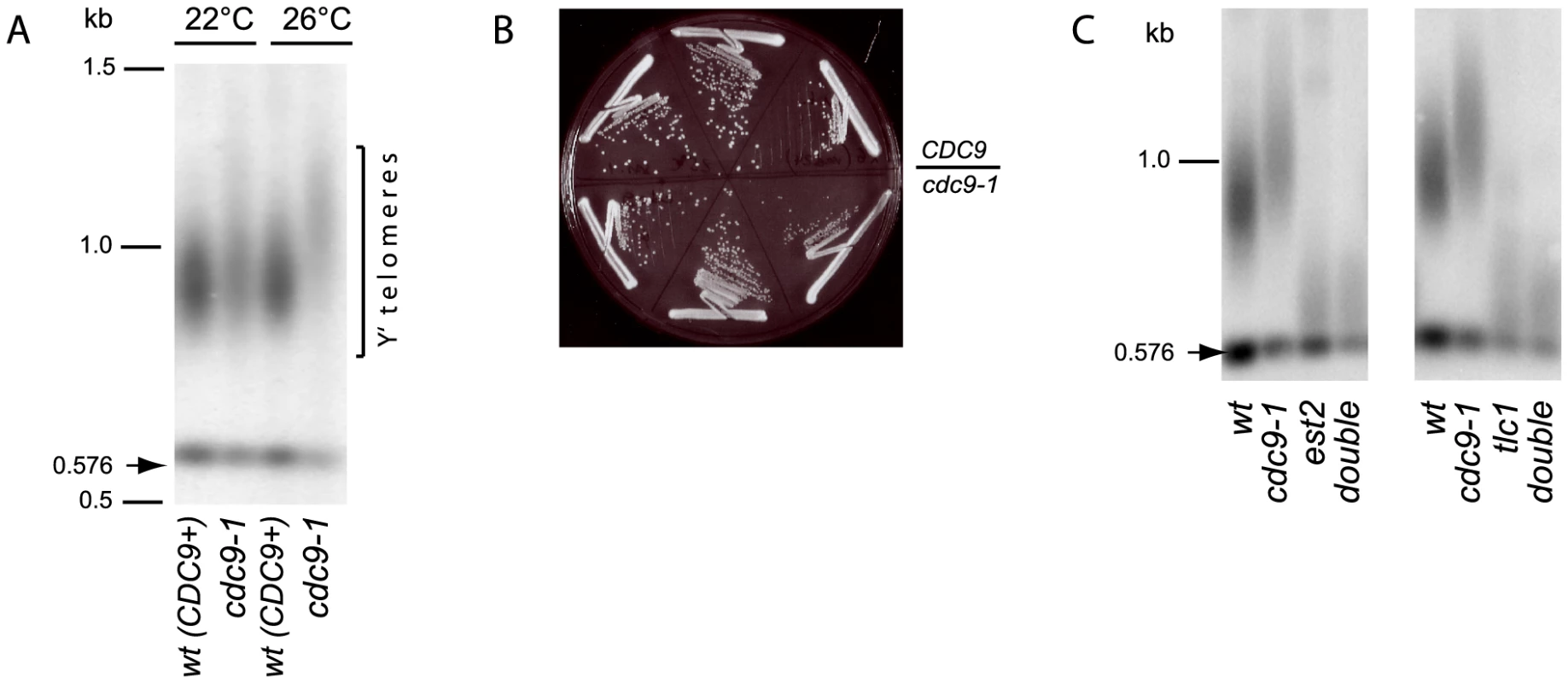 Telomerase-dependent telomere elongation is increased in <i>cdc9-1</i> cells at 26°C.
