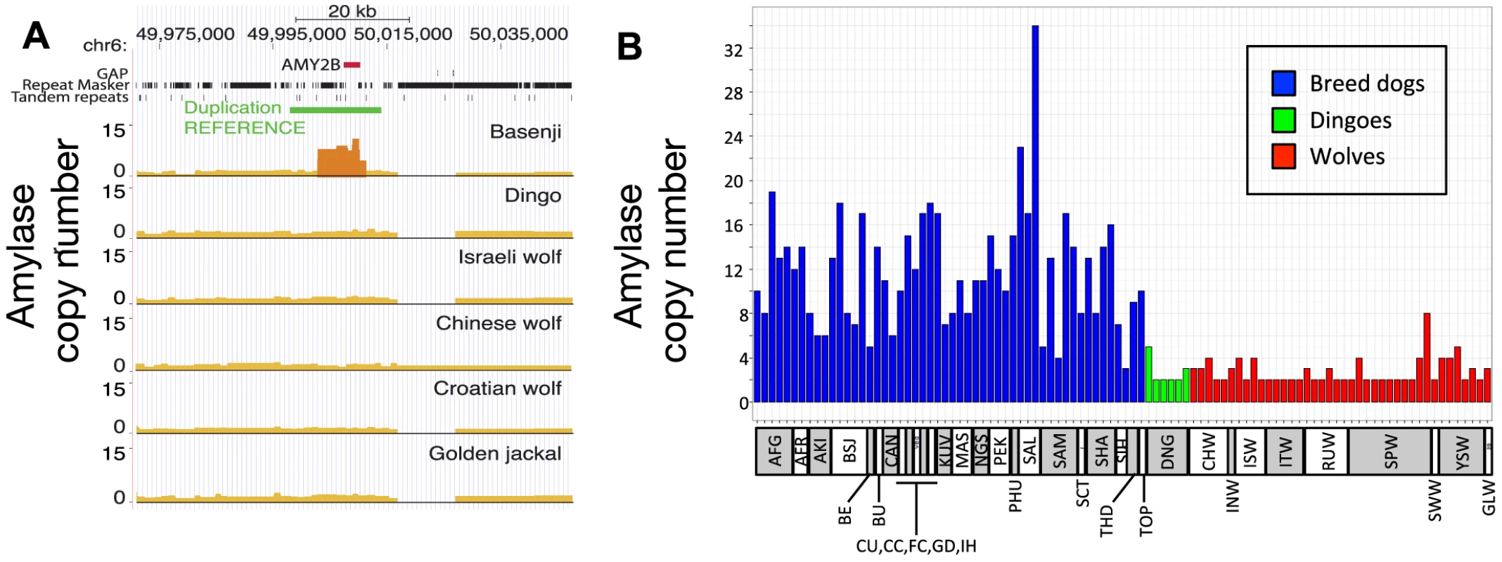 Copy number variation at amylase (<i>AMY2B</i>) locus.