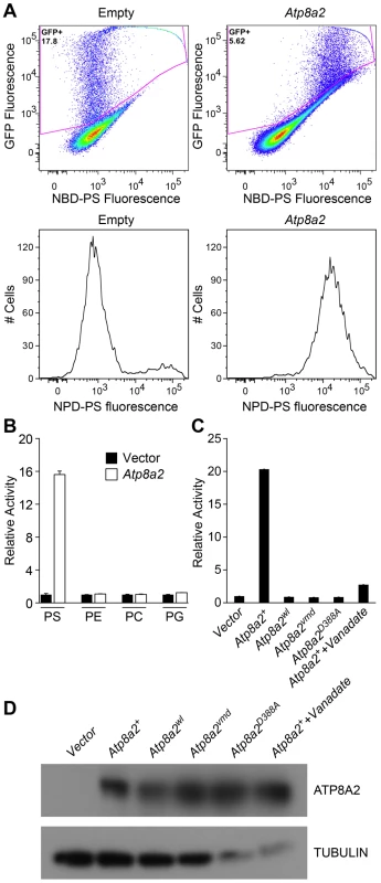 ATP8A2 contains phosphatidylserine translocase activity.