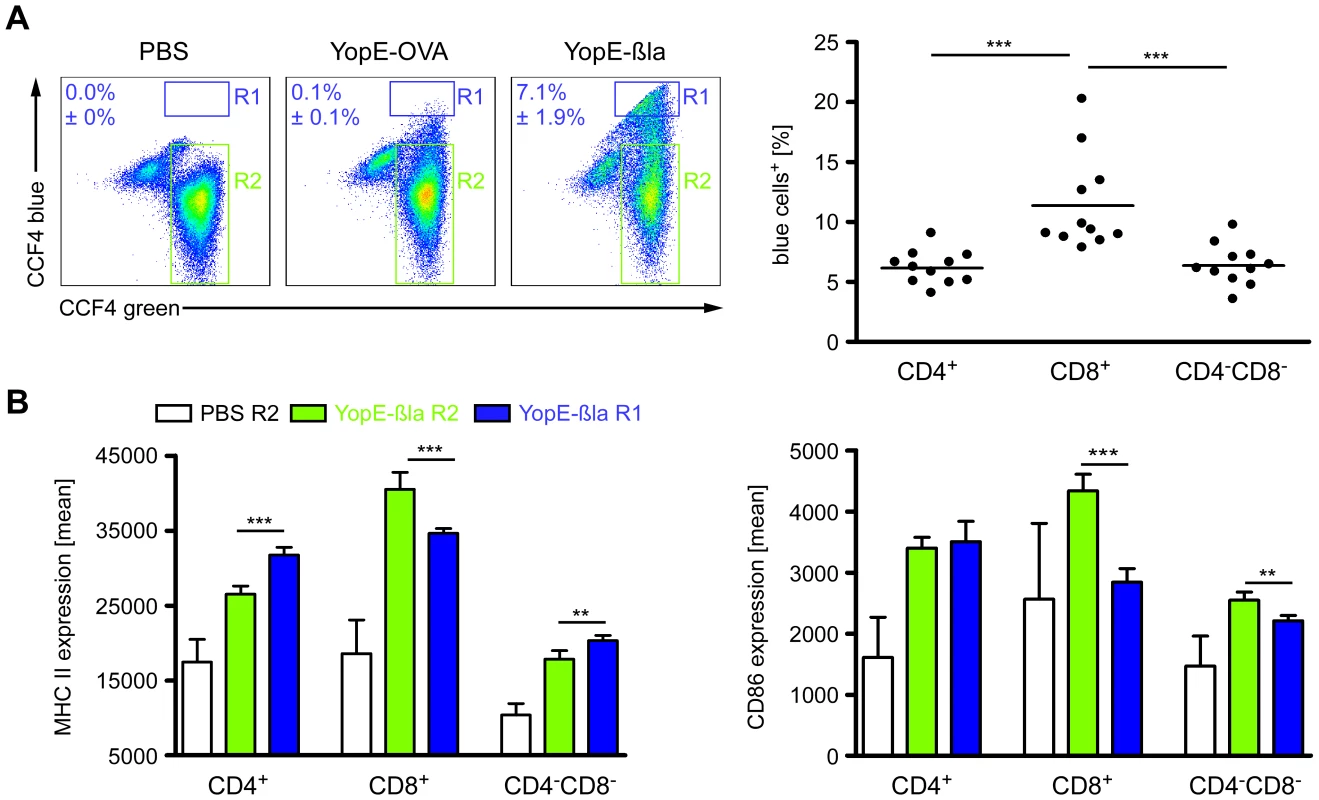 Injection of Yops into DCs upon infection of mice with Ye.
