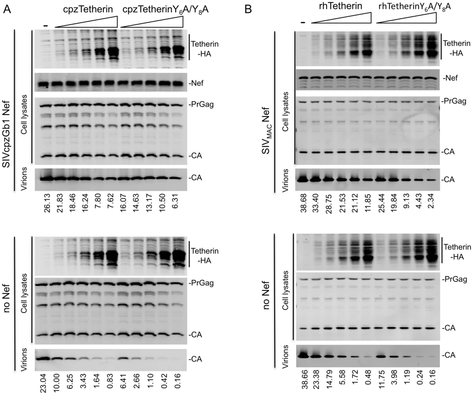 Direct binding of Tetherin to AP-2 is dispensable for Tetherin function and antagonism.