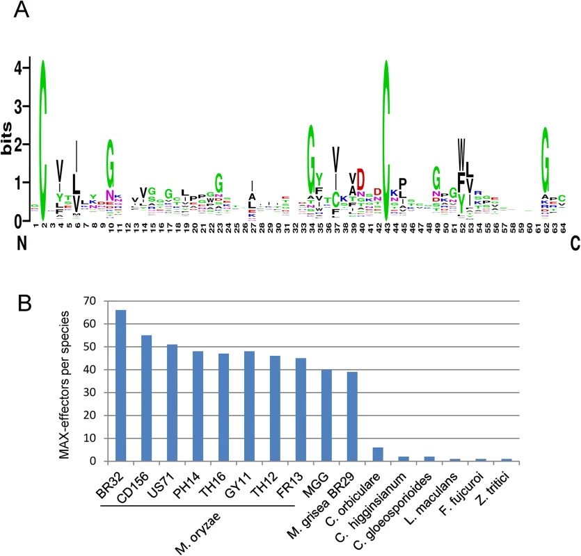 Large numbers of MAX-effectors sharing a characteristic sequence pattern are present in <i>M</i>. <i>oryzae</i> and <i>M</i>. <i>grisea</i>.