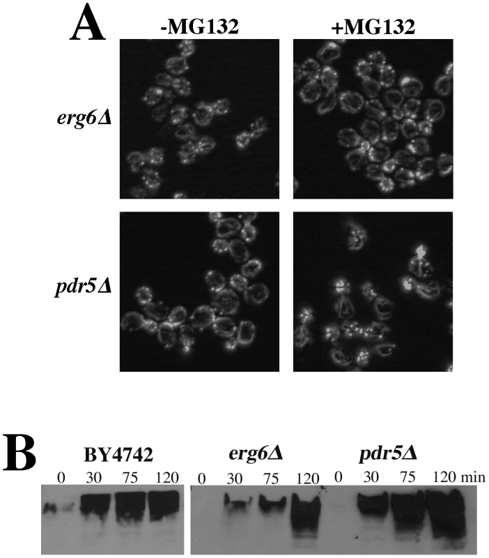 Cells treated with the proteasome inhibitor MG132 have normal actin cytoskeleton organization.