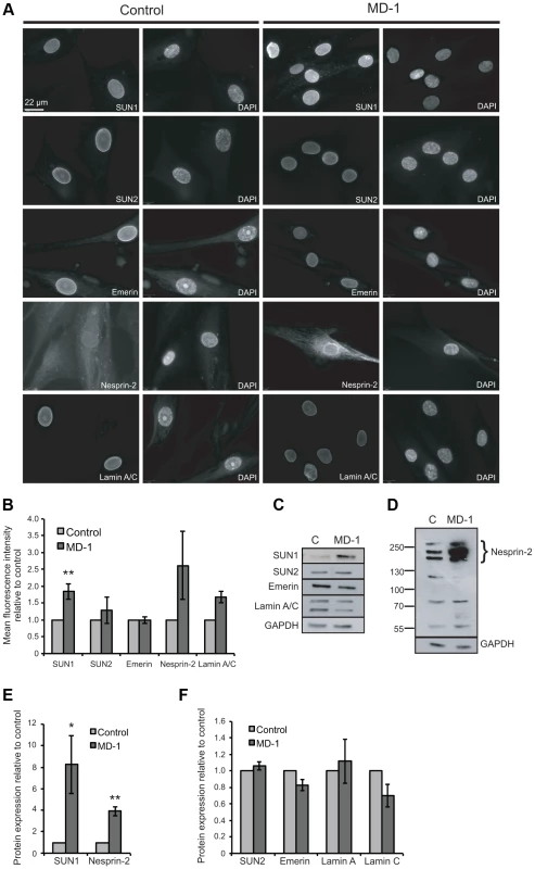 Expression of LINC complex proteins is increased in patient MD-1 (<i>SUN1</i> p.G68D/p.G338S) myoblasts.