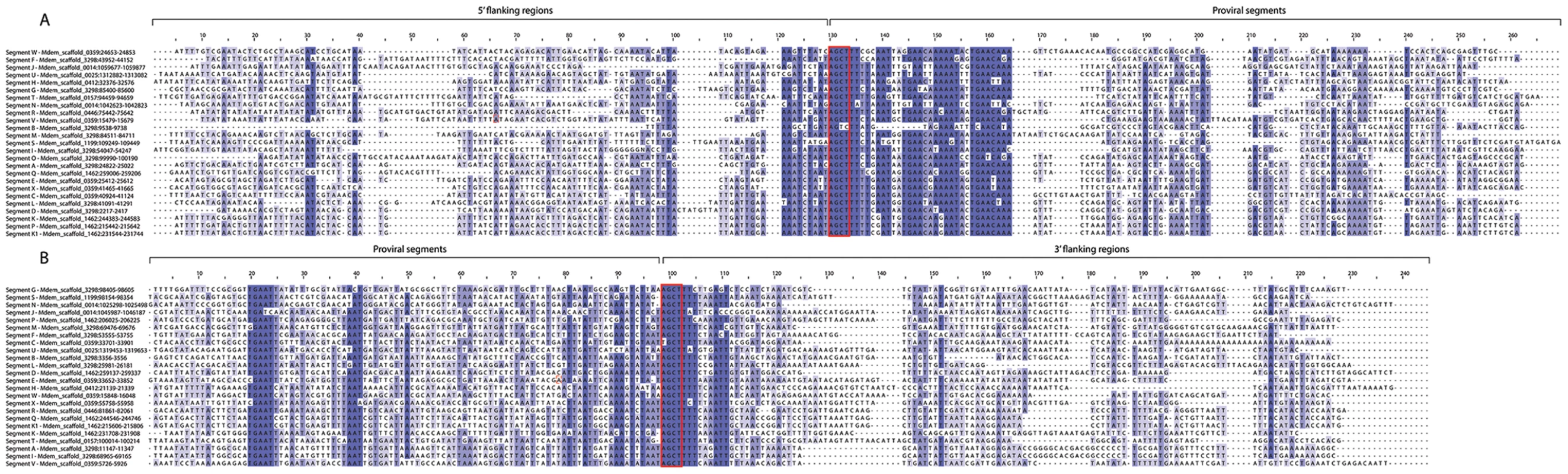 Wasp Integration Motifs (WIMs) for all MdBV proviral segments.