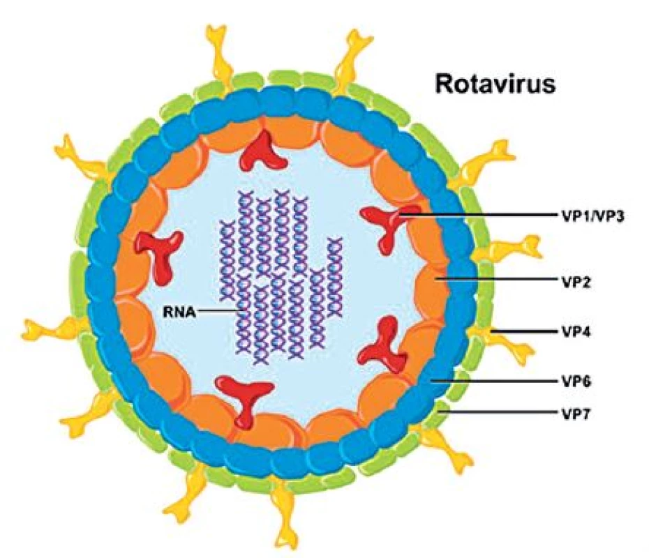 Struktura rotavirové částice 
Genomová RNA je spojena s RNA-dependentní RNA-polymerázou (VP1) a s guanydyltransferázou (VP3), jádro uzavírá vrstva proteinu VP2. Střední vrstva virové kapsidy je tvořena trimery proteinu VP6, který je hlavním skupinovým antigenem. Povrch virionu tvoří trimery proteinu VP7 s výběžky trimerů VP4 (se svolením National Institute of Allergy and Infectious Diseases, Bethesda, Maryland, USA).
Fig. 2. Rotavirus particle architecture
The genomic RNA is linked to the RNA-dependent RNApolymerase (VP1) and guanydyl transferase (VP3). The nucleus is surrounded by a VP2 protein layer. The central layer of the viral capsid is formed by VP6 protein trimers, with VP6 being the major group antigen. The virion surface consists of VP7 protein trimers with VP4 trimer spikes (reprinted with the permission of the National Institute of Allergy and Infectious Diseases, Bethesda, Maryland, USA).