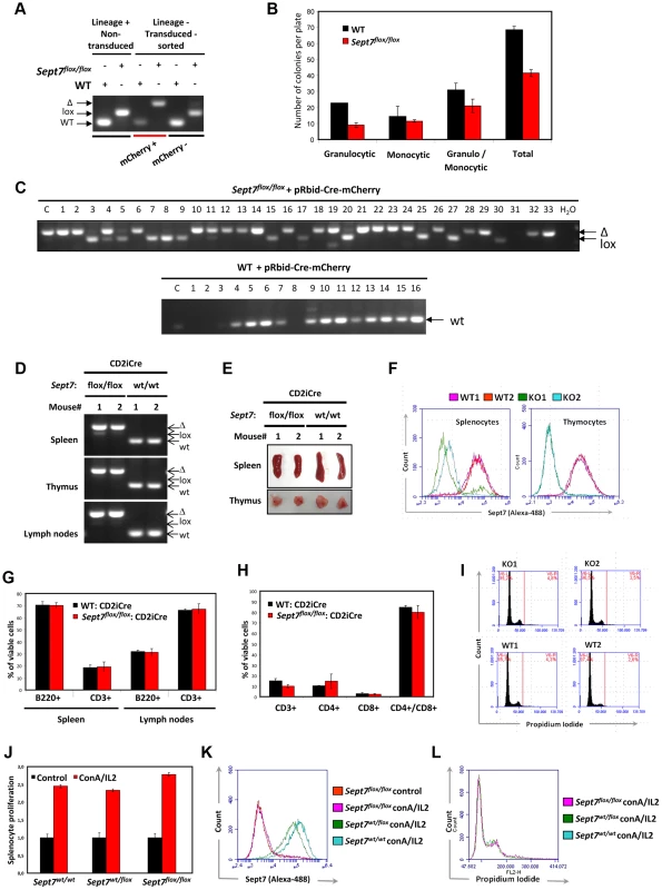 Intact cytokinesis, development and proliferation of myeloid and lymphoid SEPT7-deficient cells.