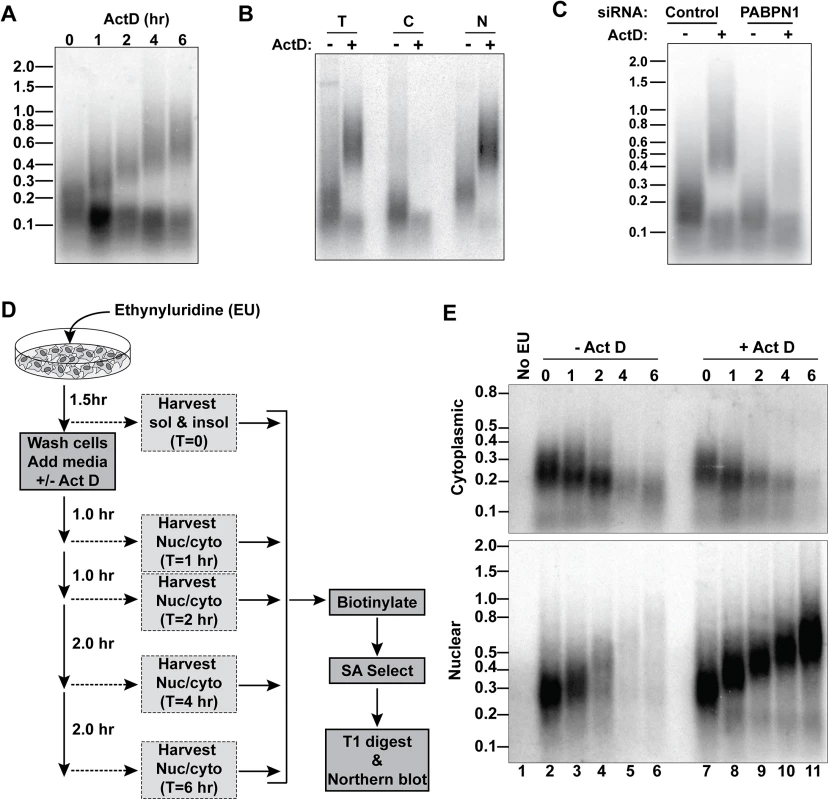A large fraction of nuclear RNA is hyperadenylated upon ActD treatment.