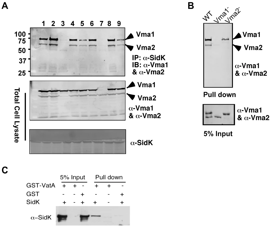 SidK directly interacts with VatA, the ATP hydrolyzing subunit of v-ATPase.
