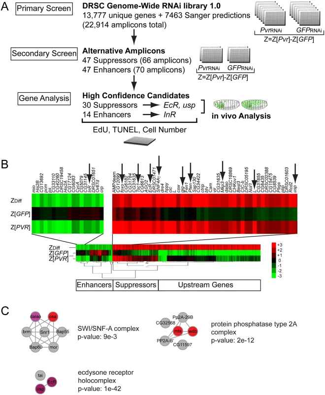Genome-wide RNAi Pvr modifier screen.