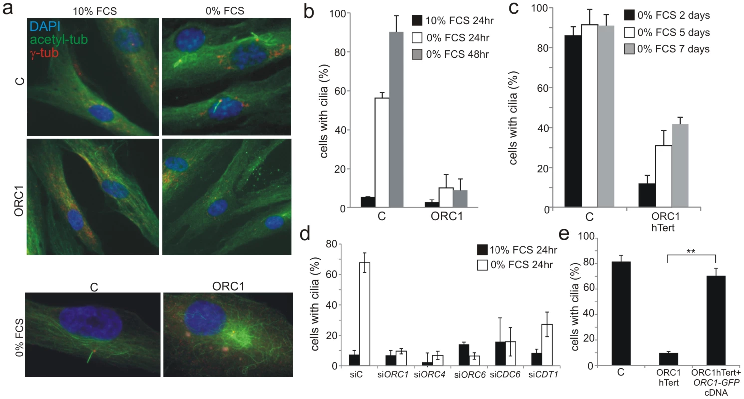 Deficiency in origin licensing proteins dramatically impairs cilia formation.