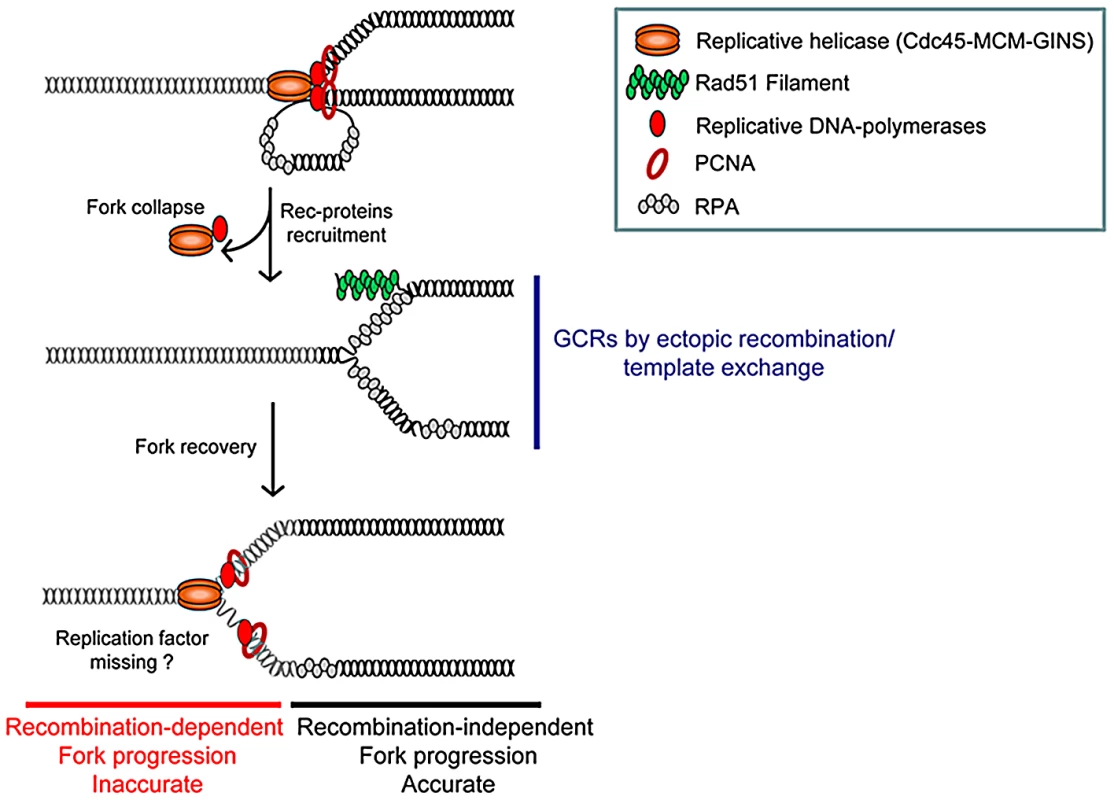 Model of replication-stress-induced genetic instability at collapsed forks.