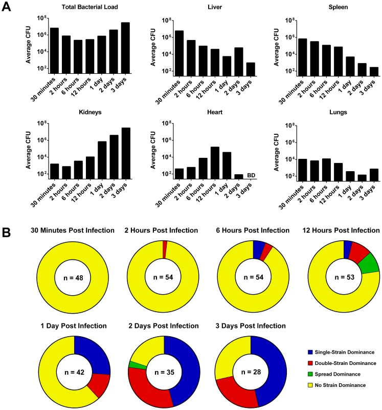 The bacterial strain distribution in mouse organs at various time-points post infection.