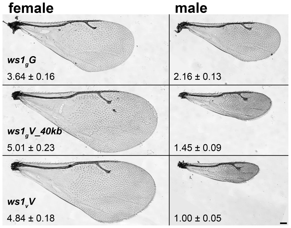 Wing size differences due to <i>ws1.</i>