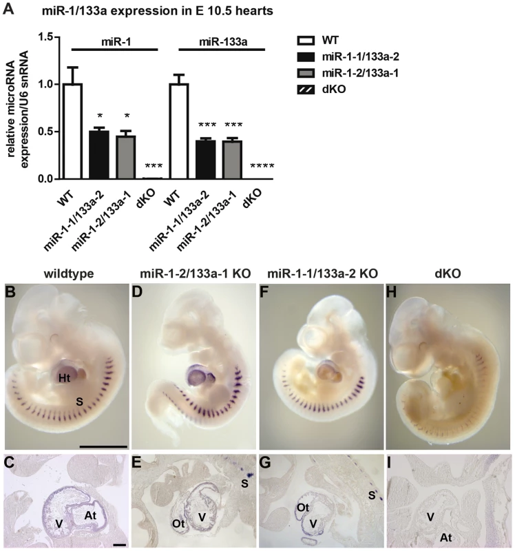 <i>miR-1/133a</i> clusters contribute equally to miR-1/133a expression in the developing heart.