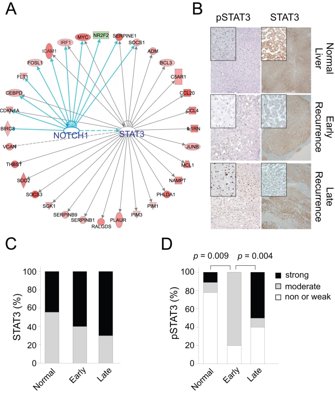 STAT3 and NOTCH1 networks in the hepatic injury and regeneration signature.