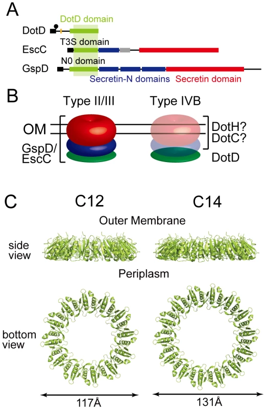 Periplasmic ring models of DotD.