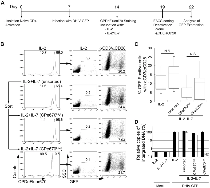 Most latently infected cells can proliferate in response to IL-2 plus IL-7 without inducing viral reactivation.