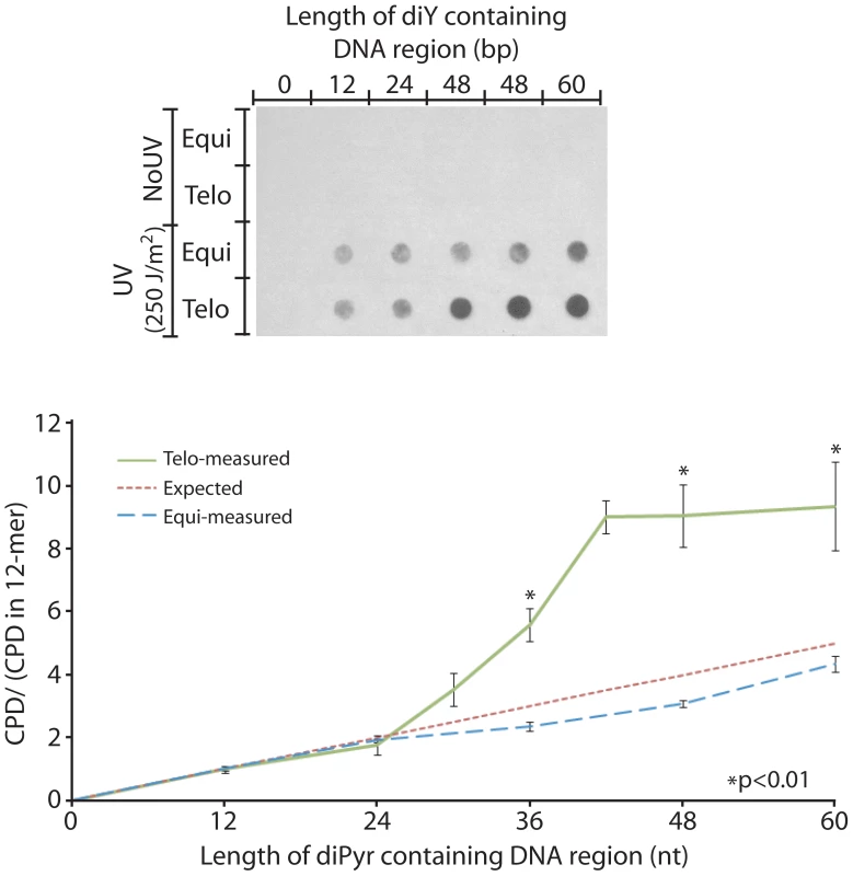 The telomeric sequence acquires UV sensitivity above 4 repeats.