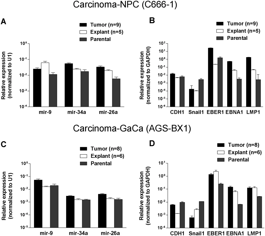Changes in cellular and viral gene expression in the tumors.