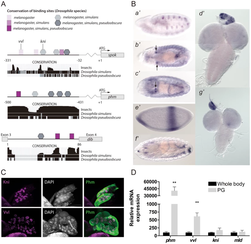 Vvl and Kni have binding sites in the promoters and enhancers of the ecdysone biosynthetic genes and are expressed in the PG.