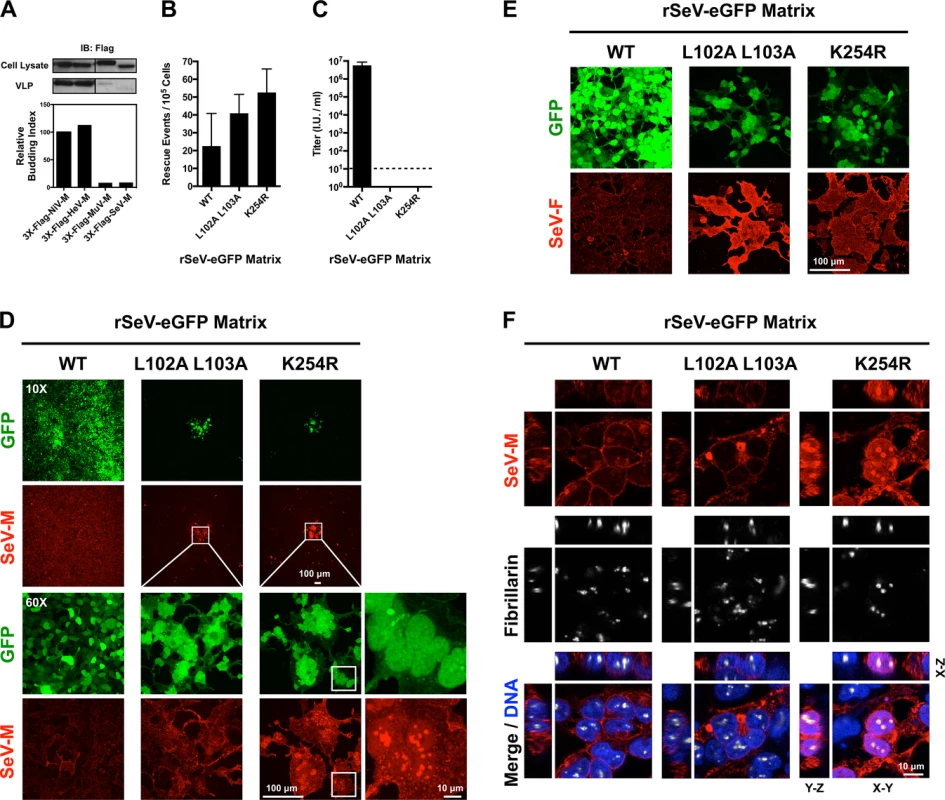 Analysis of rescue efficiency, replication, and matrix localization of recombinant Sendai virus bearing matrix nuclear export mutants.