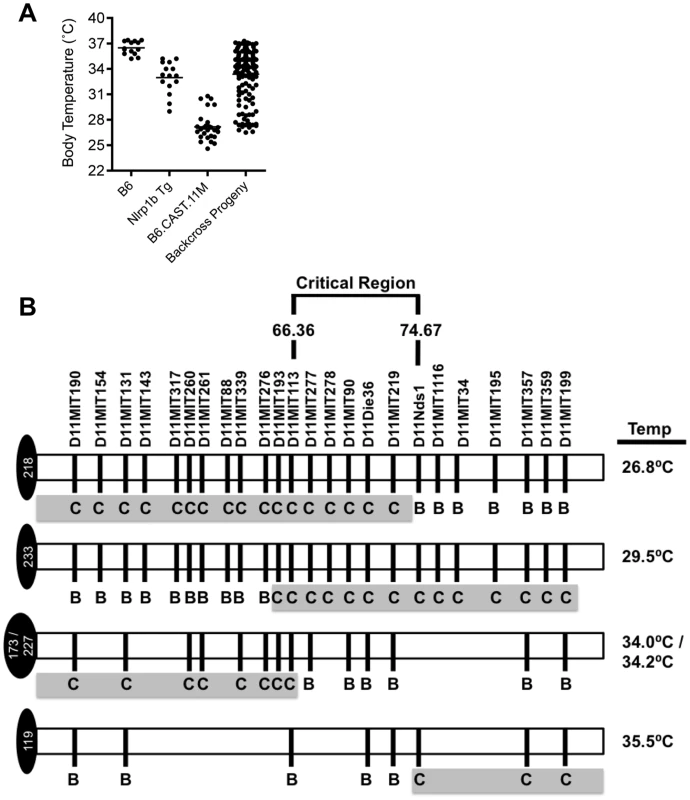 Refining the chromosome 11 critical region bestowing the LT-Induced ERP.