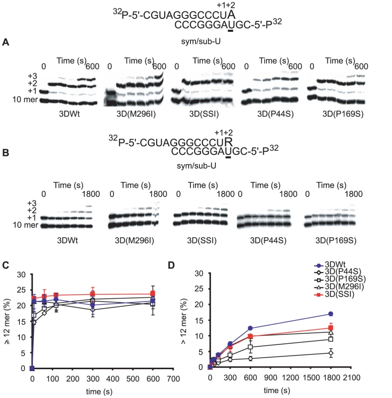 Incorporation of nucleotides into sym/sub-AC by mutant FMDV polymerases.
