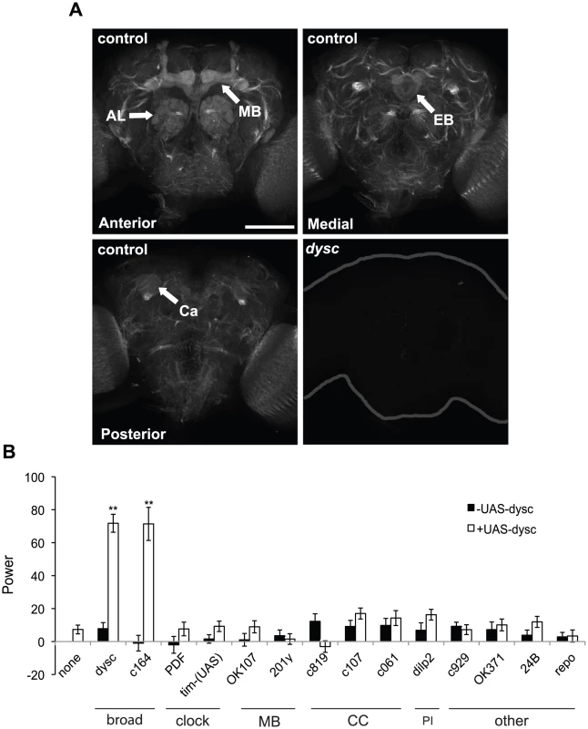 DYSC is enriched in neuronal tracts and is required downstream of the clock cells.