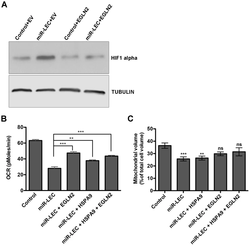 Overexpression of EGLN2 and HSPA9 partially rescues the miRNA cluster effect on glucose metabolism.